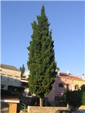 Lošinj14